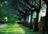 Arguing After Couples Therapy: How to Plan a Calmer Transition Home Empty wooden park bench beside a tree-lined path