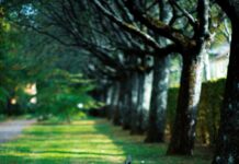 Empty wooden park bench beside a tree-lined path