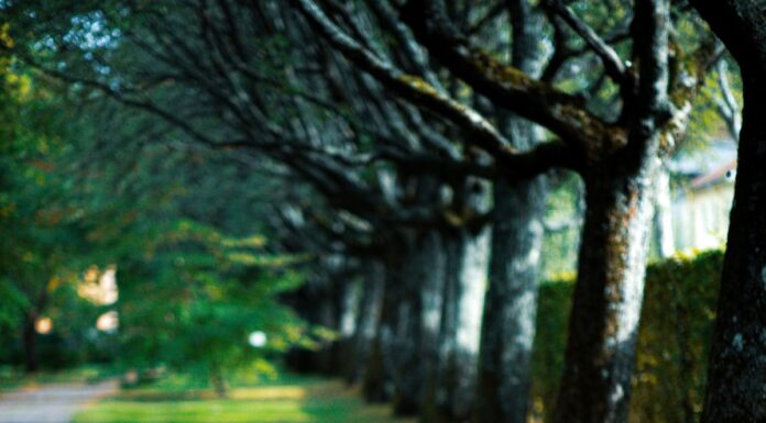 Arguing After Couples Therapy: How to Plan a Calmer Transition Home Empty wooden park bench beside a tree-lined path