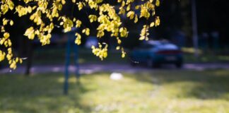 Empty yellow baby stroller on grass in a sunlit park
