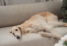 Greyhound resting on a sofa beside a table with fruit