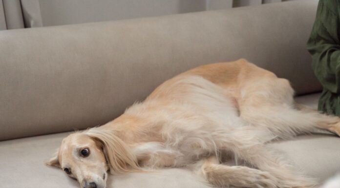 Greyhound resting on a sofa beside a table with fruit