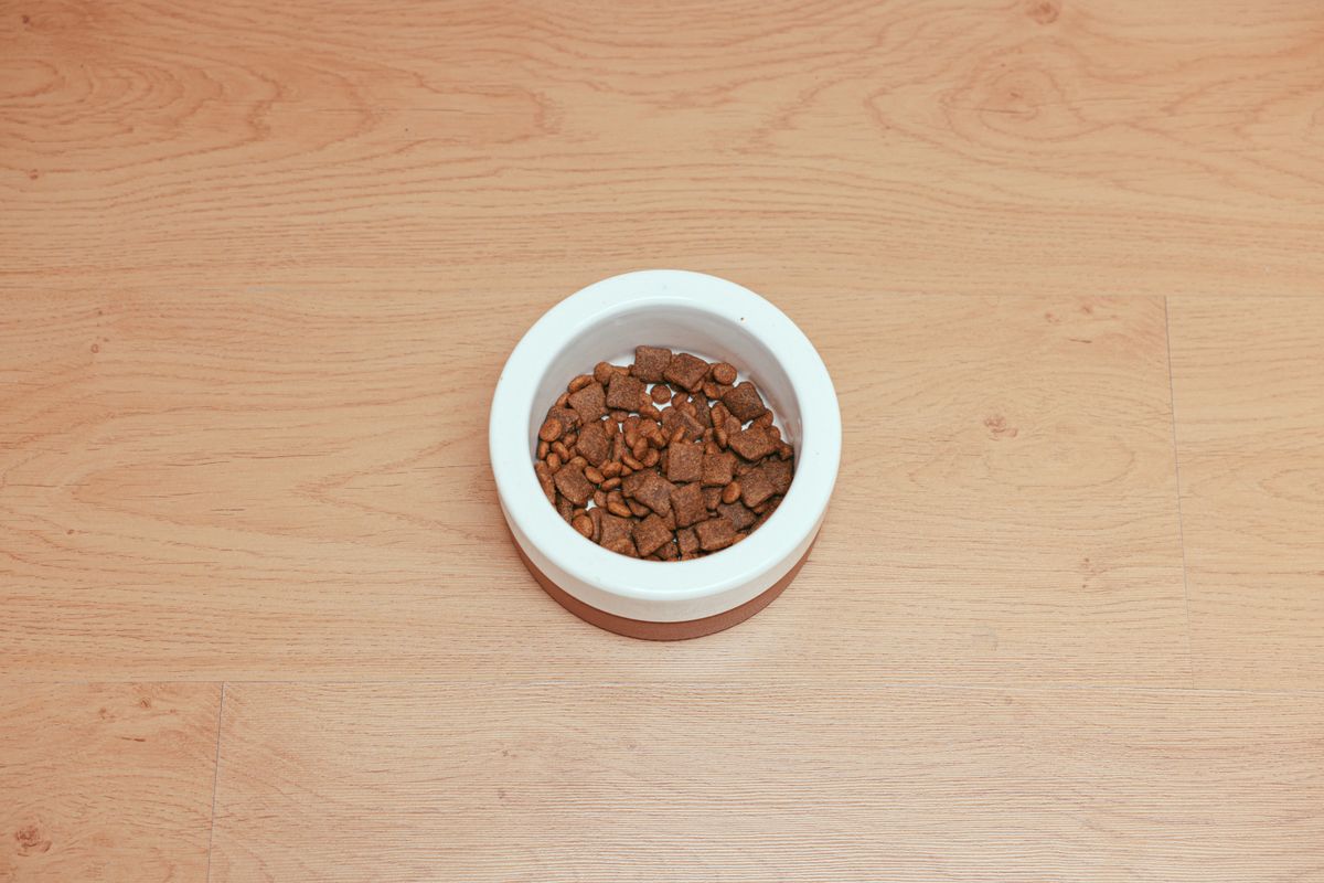 Overhead view of dry dog food in a white pet bowl on a wooden surface